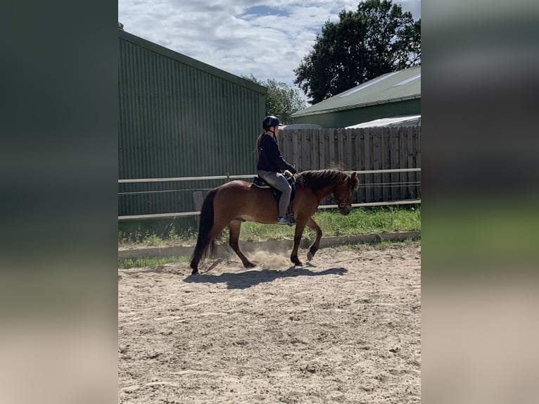 Pony Islandese Castrone 17 Anni 145 cm Baio in Barsbüttel