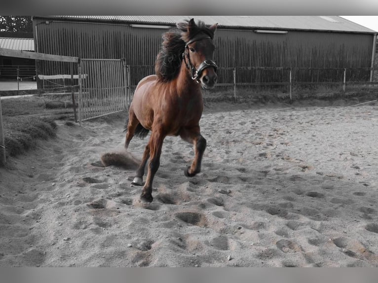 Pony Islandese Castrone 17 Anni 145 cm Baio in Barsbüttel