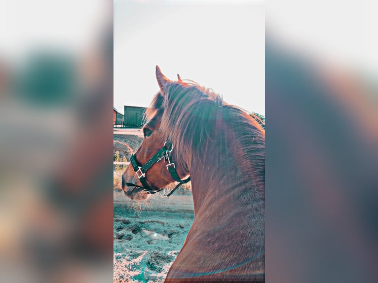Pony Islandese Castrone 17 Anni 145 cm Baio in Barsbüttel