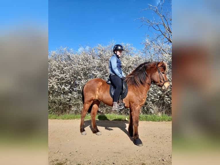 Pony Islandese Castrone 17 Anni 145 cm Baio in Barsbüttel