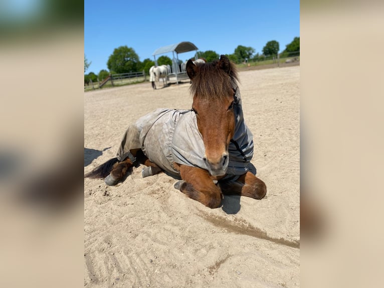 Pony Islandese Castrone 17 Anni 145 cm Baio in Barsbüttel