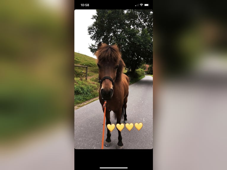 Pony Islandese Castrone 17 Anni 145 cm Baio in Ha&#xDF;loch