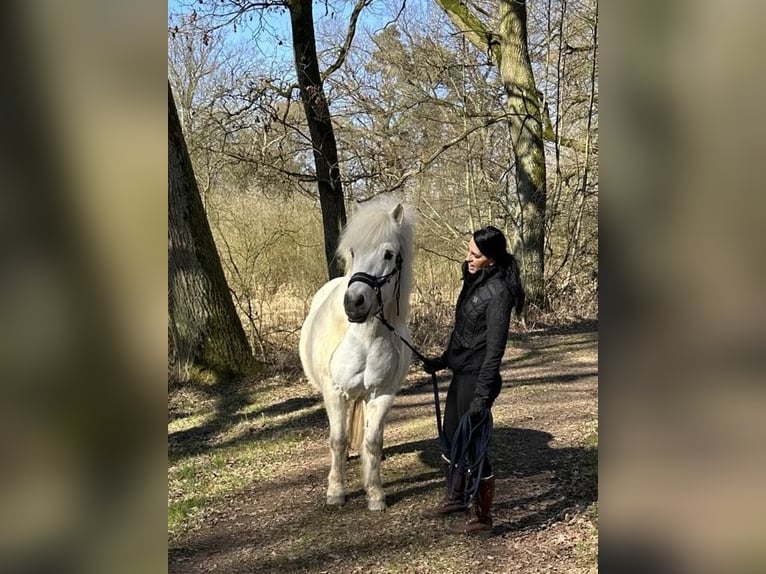 Pony Islandese Castrone 17 Anni 145 cm Grigio in Gifhorn
