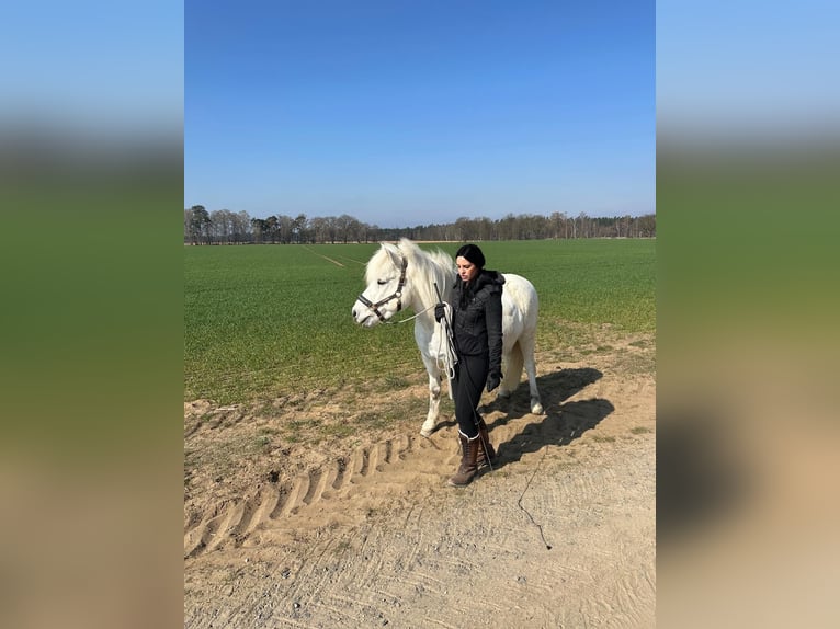 Pony Islandese Castrone 17 Anni 145 cm Grigio in Gifhorn