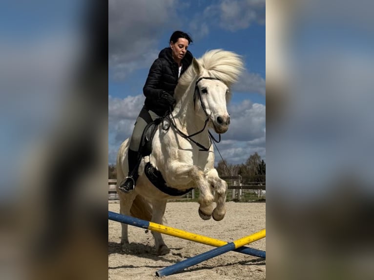 Pony Islandese Castrone 17 Anni 145 cm Grigio in Gifhorn