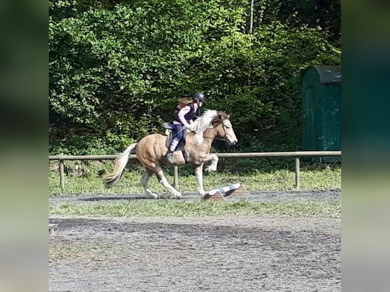 Pony Islandese Castrone 17 Anni 145 cm Pezzato in Königswinter