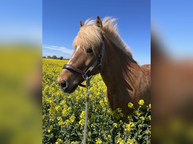 Pony Islandese Castrone 17 Anni 146 cm Sauro in NorderwöhrdenHemmingstedt