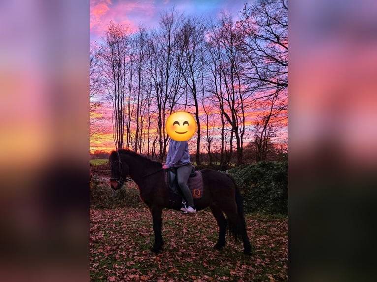 Pony Islandese Castrone 17 Anni 149 cm Baio in Kisdorf