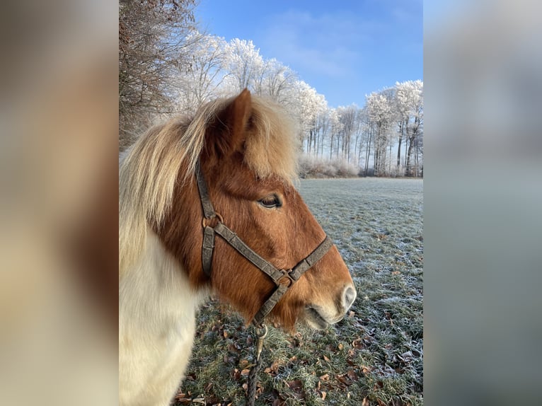 Pony Islandese Castrone 17 Anni Pezzato in Melle