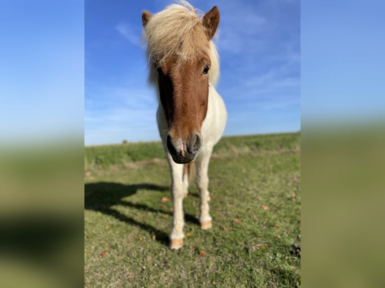 Pony Islandese Castrone 17 Anni Pezzato in Melle