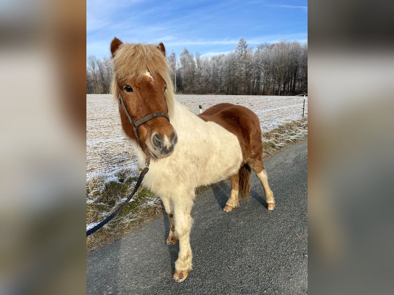 Pony Islandese Castrone 17 Anni Pezzato in Melle