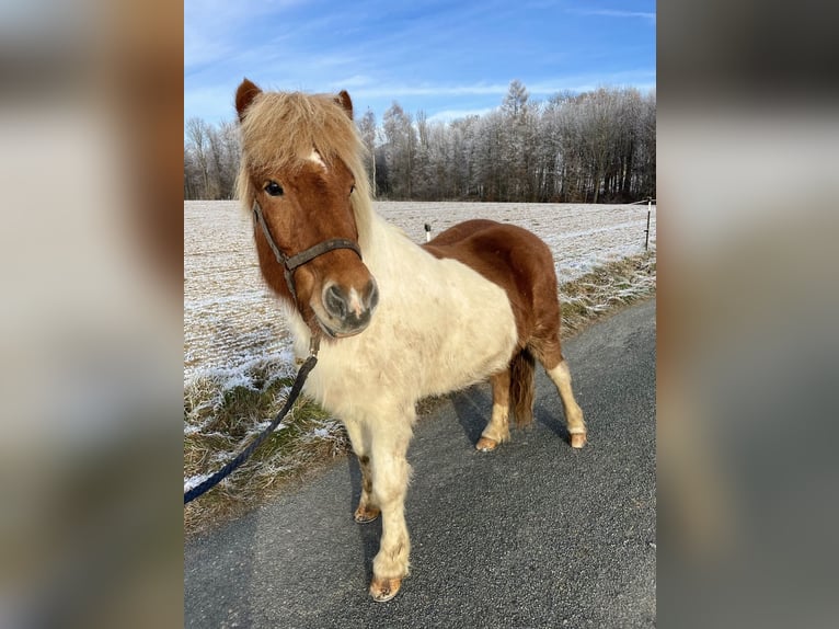 Pony Islandese Castrone 17 Anni Pezzato in Melle