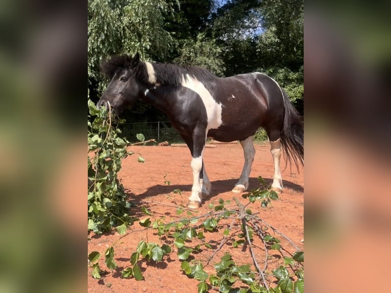 Pony Islandese Mix Castrone 18 Anni 127 cm Pezzato in Gräfenberg