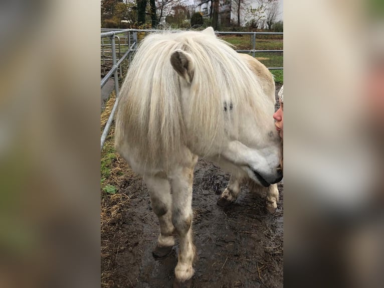 Pony Islandese Castrone 18 Anni 133 cm Grigio in Hamburg