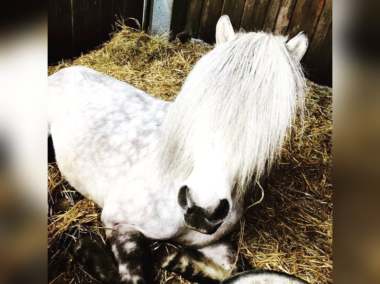 Pony Islandese Castrone 18 Anni 133 cm Grigio in Hamburg