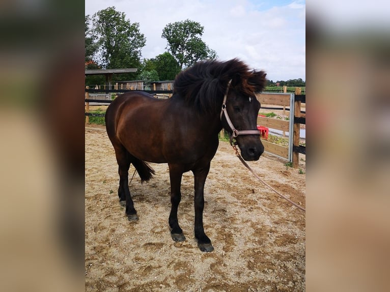 Pony Islandese Castrone 18 Anni 138 cm Morello in Butjadingen