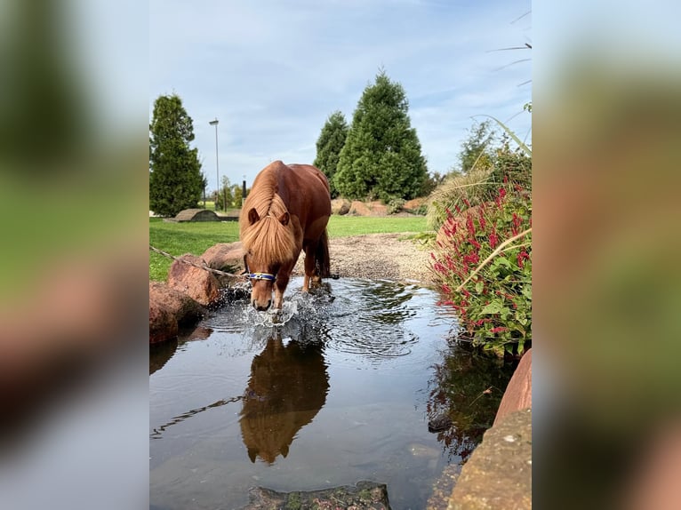 Pony Islandese Castrone 18 Anni 140 cm Sauro in Böhme
