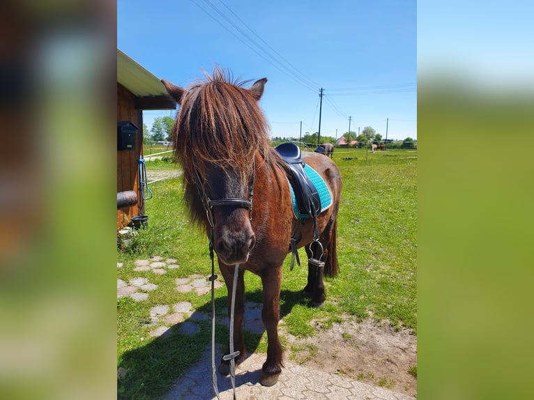 Pony Islandese Castrone 18 Anni 144 cm Baio in Lauingen (Donau)