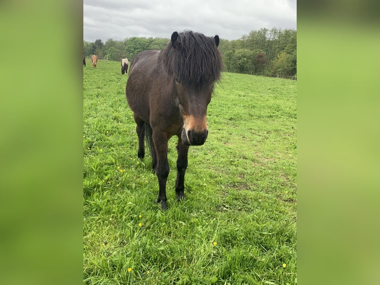 Pony Islandese Castrone 18 Anni 145 cm Baio chiaro in Hamburg Rahlstedt
