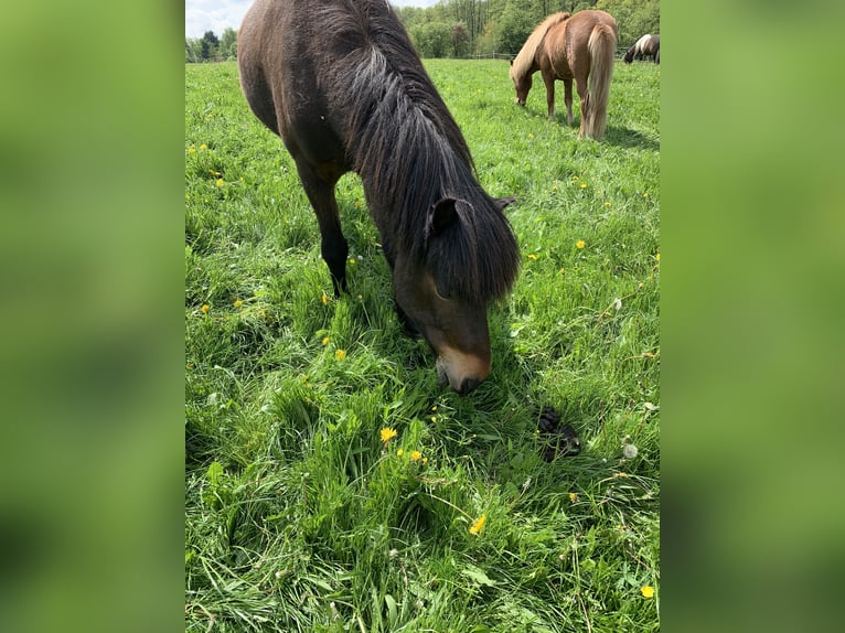 Pony Islandese Castrone 18 Anni 145 cm Baio chiaro in Hamburg Rahlstedt