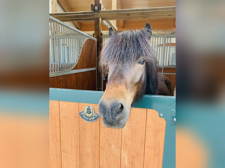 Pony Islandese Castrone 18 Anni 145 cm Baio chiaro in Hamburg Rahlstedt