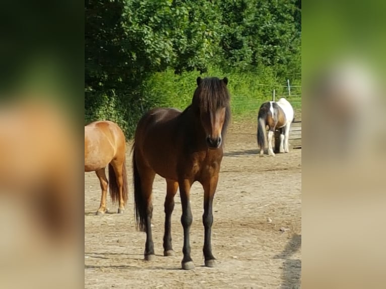 Pony Islandese Castrone 18 Anni 145 cm Baio chiaro in Hamburg Rahlstedt