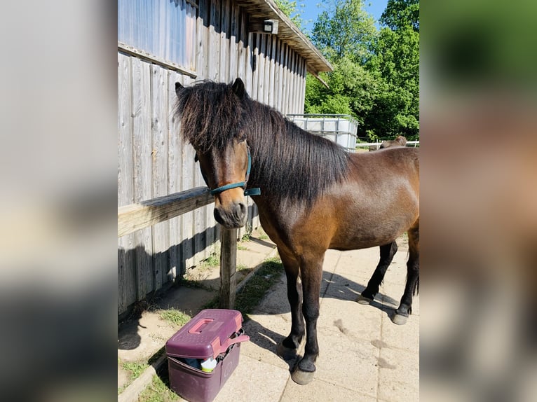 Pony Islandese Castrone 18 Anni 145 cm Baio chiaro in Hamburg Rahlstedt