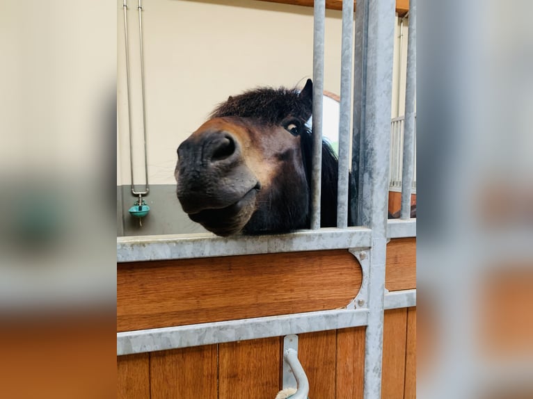 Pony Islandese Castrone 18 Anni 145 cm Baio chiaro in Hamburg Rahlstedt