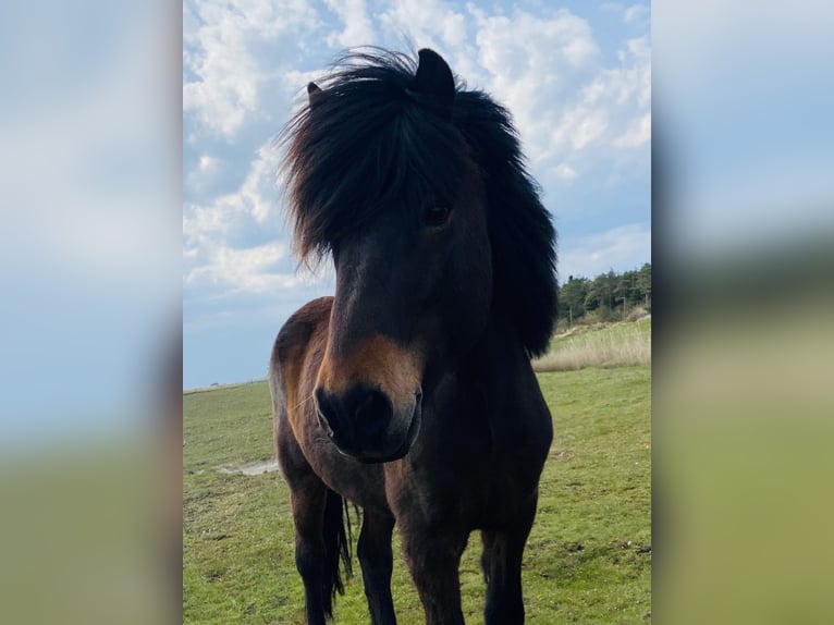 Pony Islandese Castrone 18 Anni 145 cm Baio chiaro in Hamburg Rahlstedt