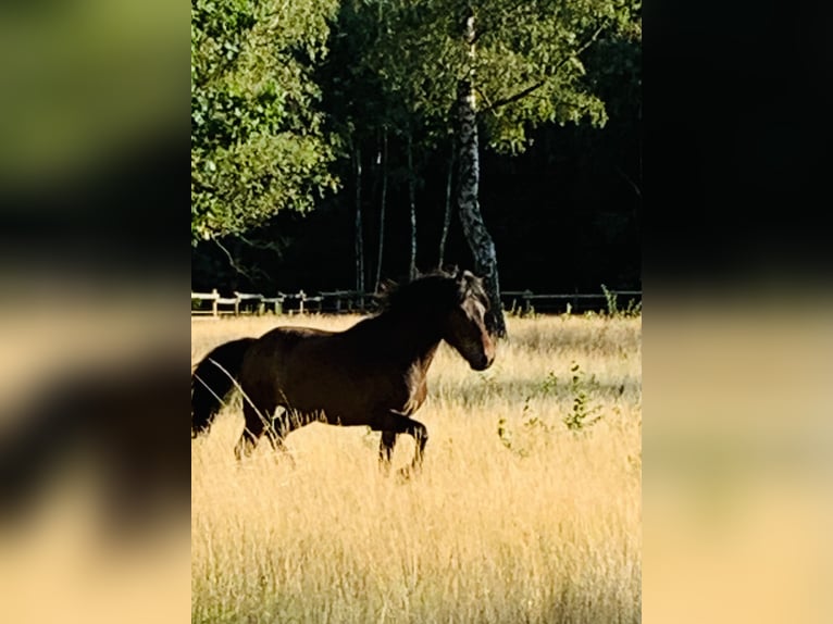 Pony Islandese Castrone 18 Anni 145 cm Baio chiaro in Hamburg Rahlstedt