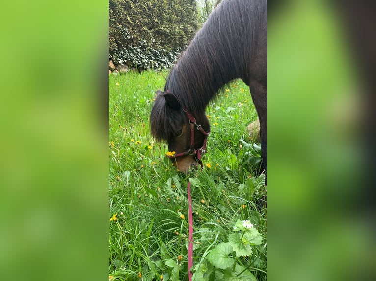 Pony Islandese Castrone 18 Anni 145 cm Baio chiaro in Hamburg Rahlstedt