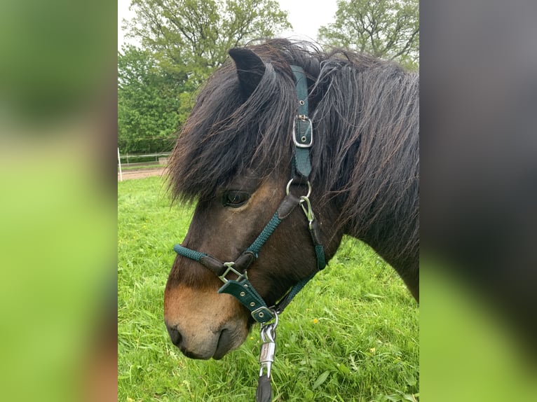 Pony Islandese Castrone 18 Anni 145 cm Baio chiaro in Hamburg Rahlstedt