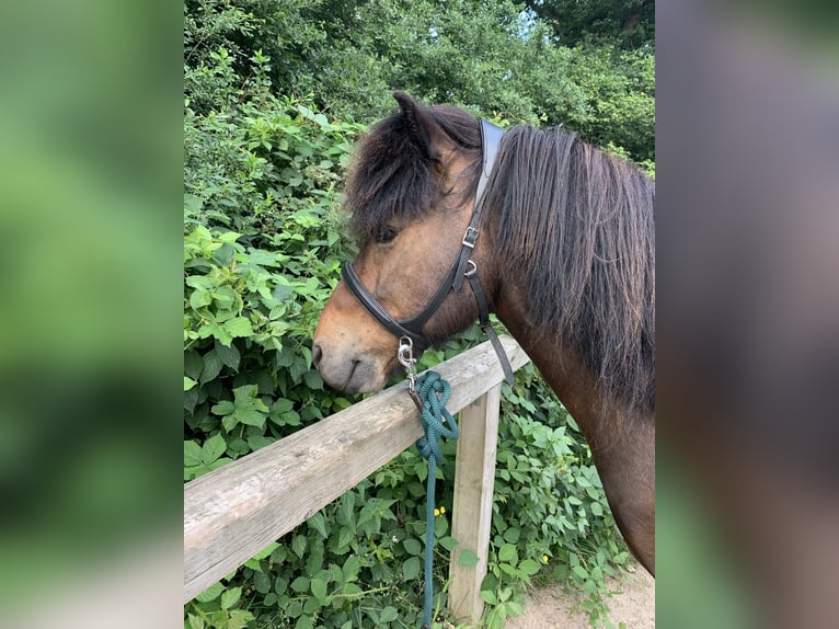 Pony Islandese Castrone 18 Anni 145 cm Baio chiaro in Hamburg Rahlstedt