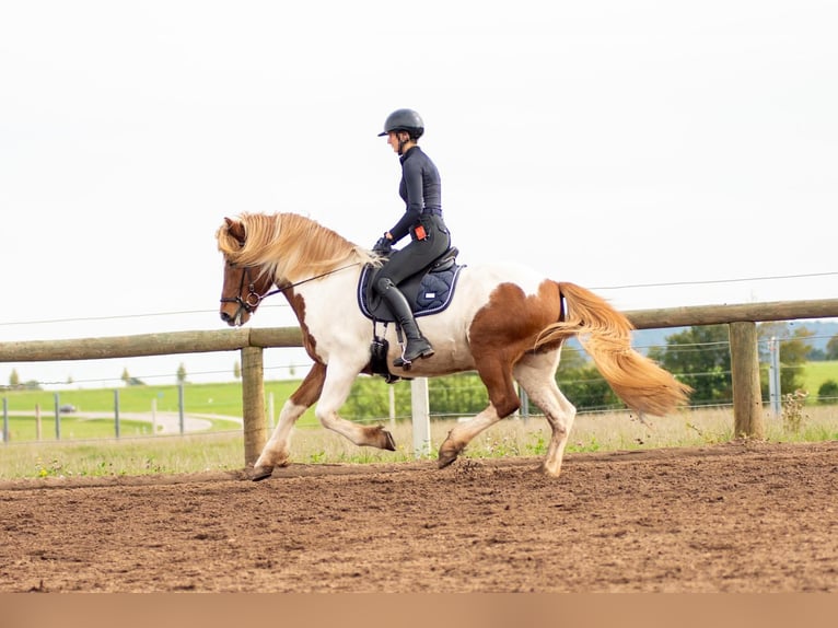 Pony Islandese Castrone 18 Anni 146 cm Pezzato in Hilpoltstein