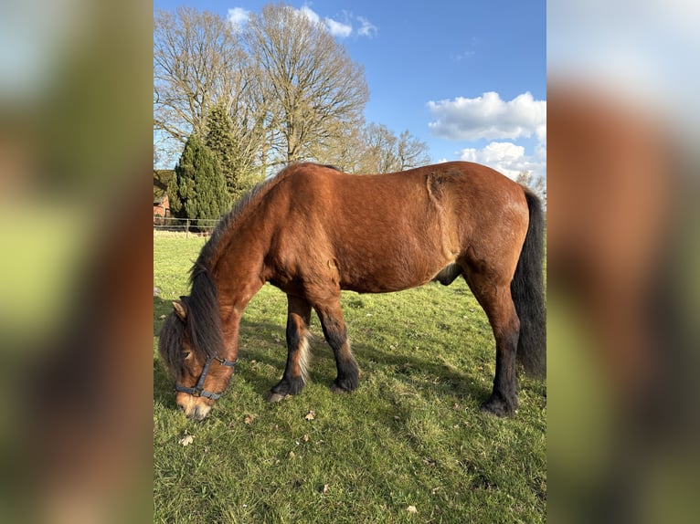 Pony Islandese Castrone 18 Anni Baio in Grasberg