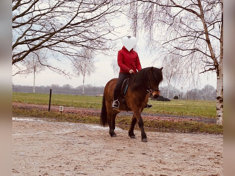 Pony Islandese Castrone 18 Anni Baio in Grasberg