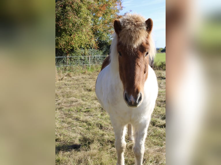 Pony Islandese Castrone 18 Anni Pezzato in Neuenkirchen Melle