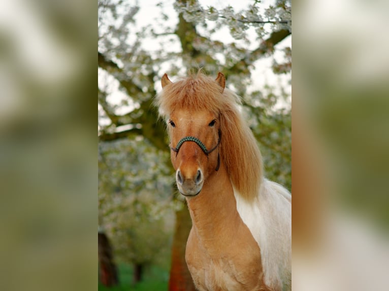 Pony Islandese Castrone 19 Anni 131 cm  in Spalt