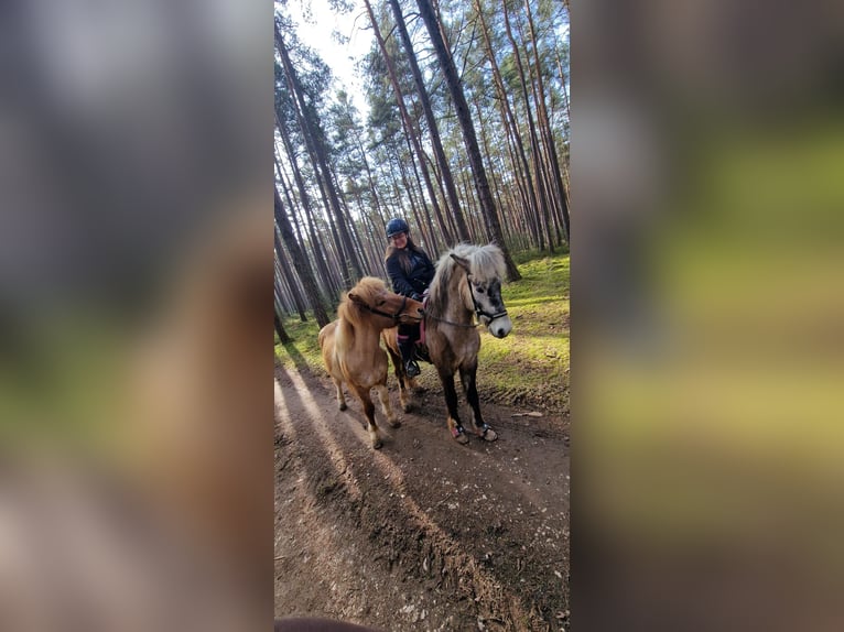 Pony Islandese Castrone 19 Anni 131 cm  in Spalt