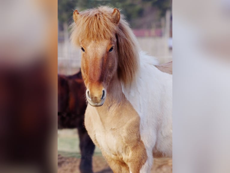 Pony Islandese Castrone 19 Anni 131 cm  in Spalt
