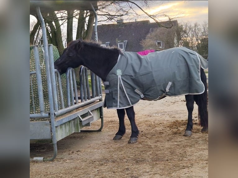 Pony Islandese Mix Castrone 19 Anni 137 cm Morello in Köln