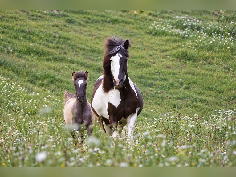 Pony Islandese Castrone 19 Anni 140 cm Pezzato in Deutschfeistritz