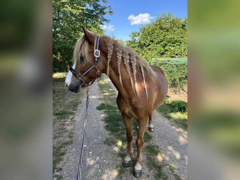 Pony Islandese Castrone 19 Anni 140 cm Sauro in Bad Sobernheim