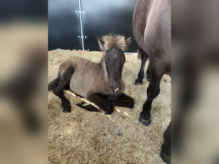 Pony Islandese Castrone 1 Anno 145 cm in Mildam