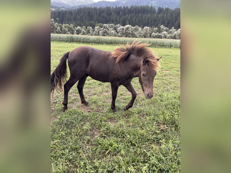 Pony Islandese Castrone 1 Anno Baio in Greifenburg