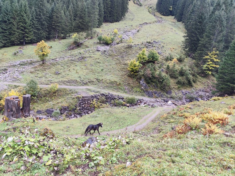 Pony Islandese Mix Castrone 1 Anno Baio in Th&#xFC;ringerberg