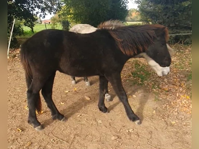 Pony Islandese Castrone 1 Anno Grullo in boussac