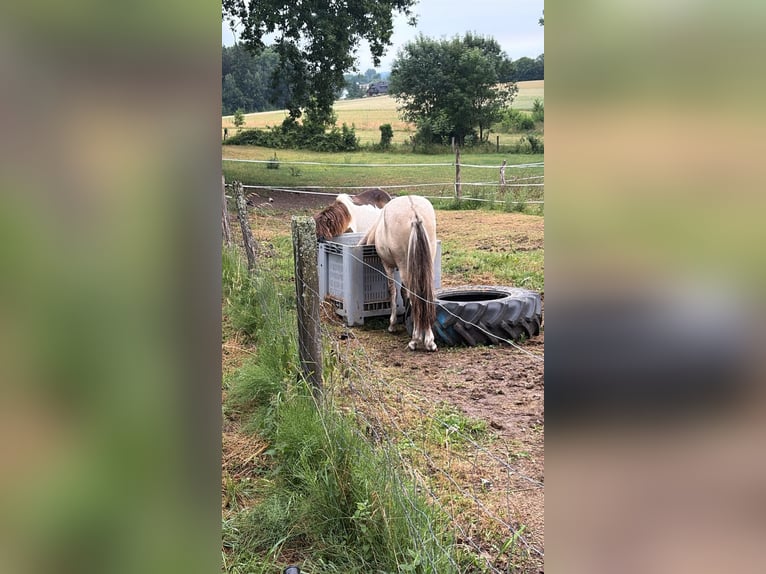 Pony Islandese Castrone 1 Anno Pezzato in Seevetal