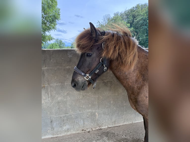 Pony Islandese Castrone 20 Anni 136 cm Morello in Waiblingen