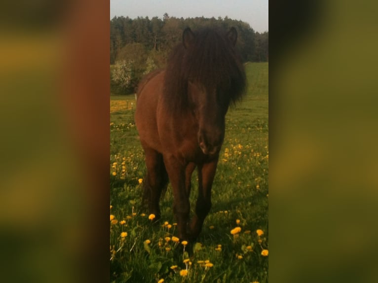 Pony Islandese Castrone 20 Anni 136 cm Morello in Waiblingen